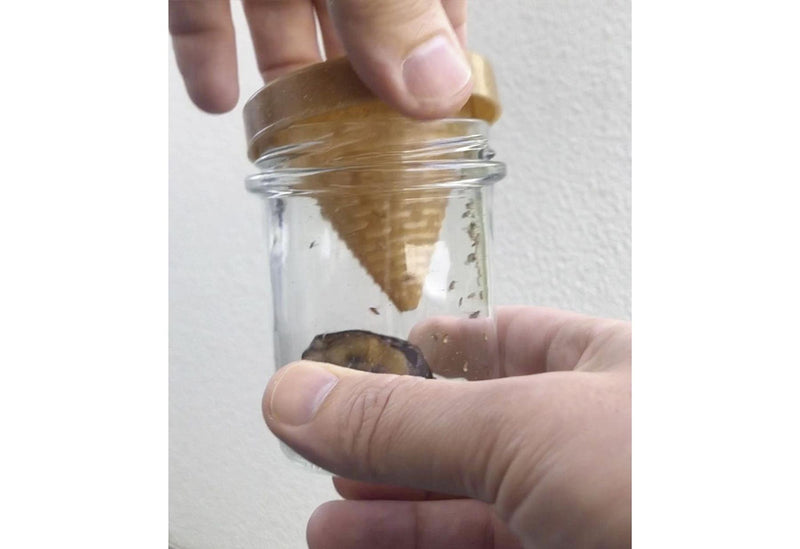 Frubby® Fruchtfliegen-Lebendfalle