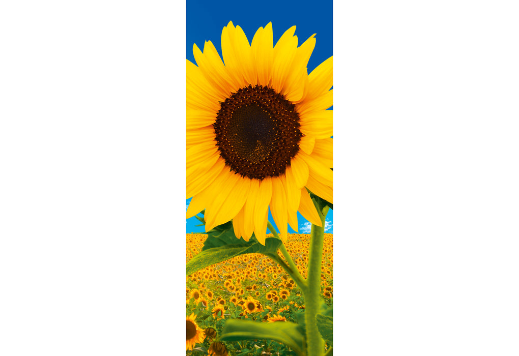 Banner Sunfield 75x180cm