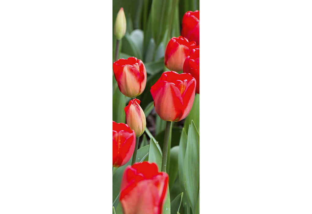 Banner Aileen 75x180cm beidseitig bedruckt 100% Polyester