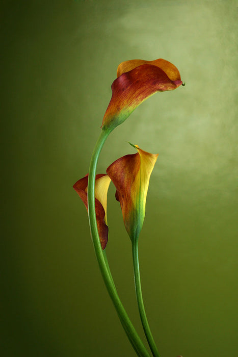 Fototapete 3 Callas