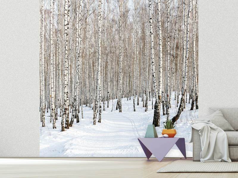 Wall Mural Birch forest traces in the snow