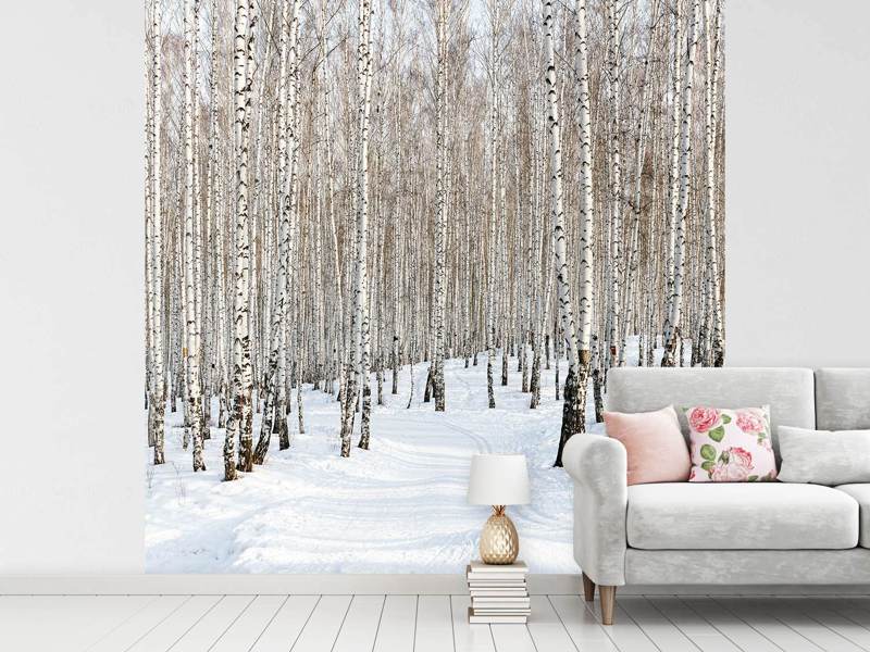 Wall Mural Birch forest traces in the snow