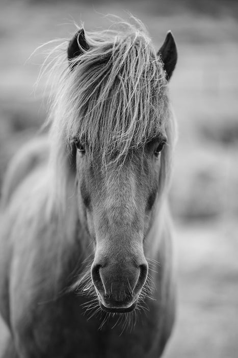 Fototapete Da Steht Ein Pferd Auf`m Flur