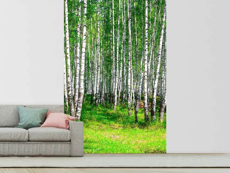 Wall Mural The birch forest in summer