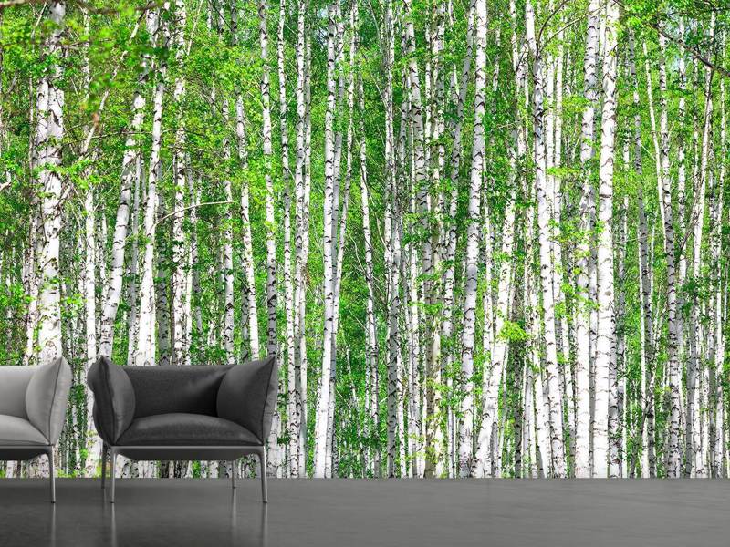 Photo wallpaper The birch forest