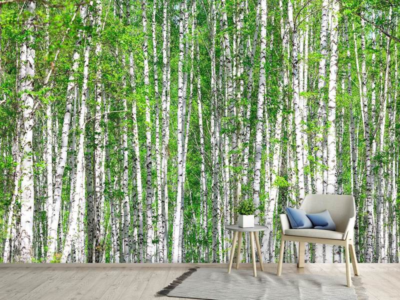 Photo wallpaper The birch forest