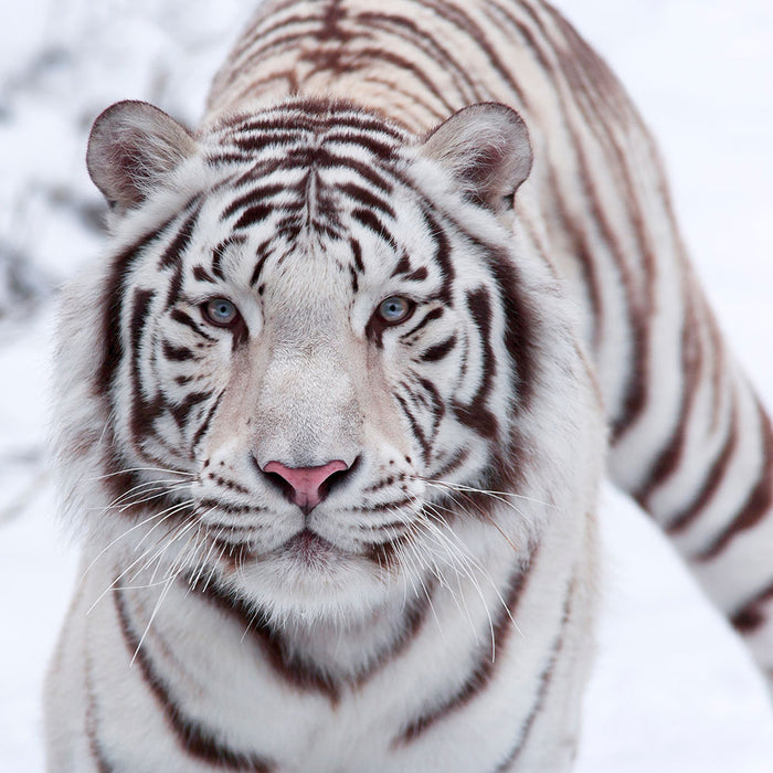 Fototapete Der Königstiger