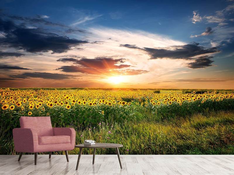 Wall Mural A field of sunflowers