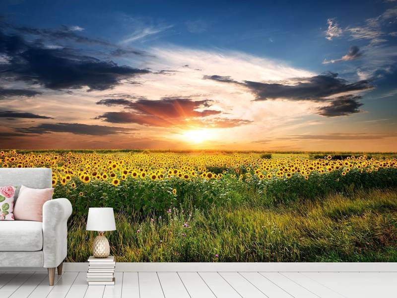 Wall Mural A field of sunflowers