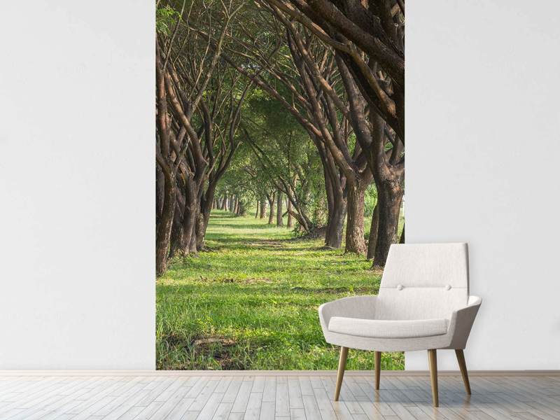 Photo wallpaper In the forest forest