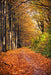 Fototapete Laubwald im Herbstlicht