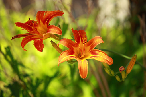 Fototapete Lilien in der Natur