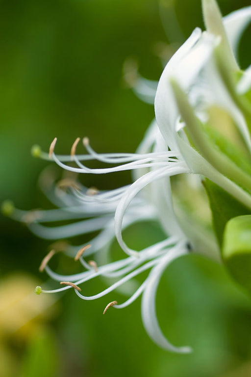 Fototapete Makro Blüte