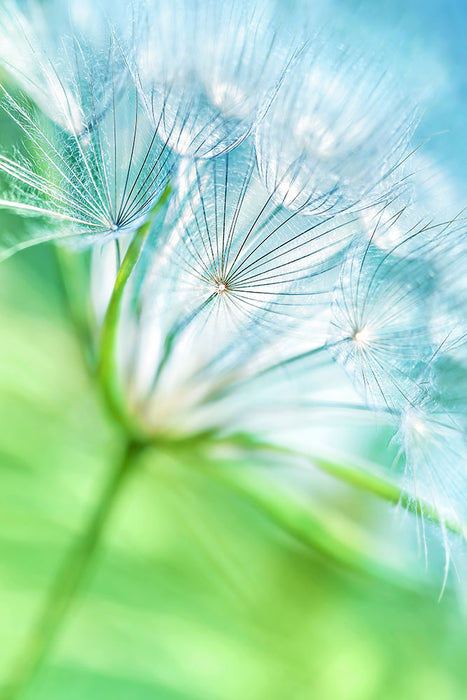 Fototapete Makroaufnahme Pusteblume