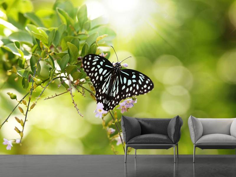 Fototapete Papilio Schmetterling XXL