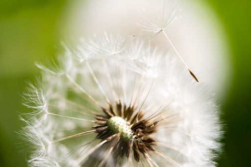 Fototapete Pusteblume Löwenzahn