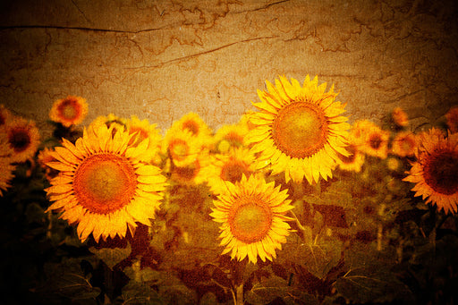 Fototapete Retro-Sonnenblumen