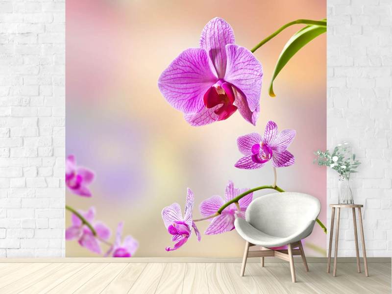 Wall Mural Romantic orchids