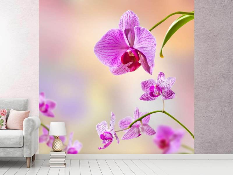 Wall Mural Romantic orchids