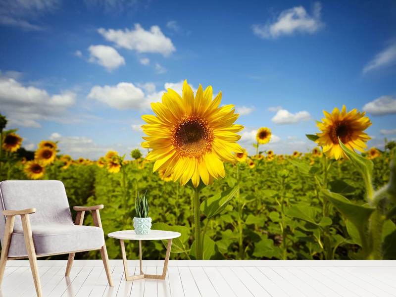 Papier peint Tournesols d'été