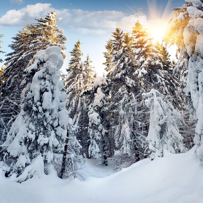 Fototapete Tannen im Schnee