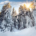 Fototapete Tannen im Schnee