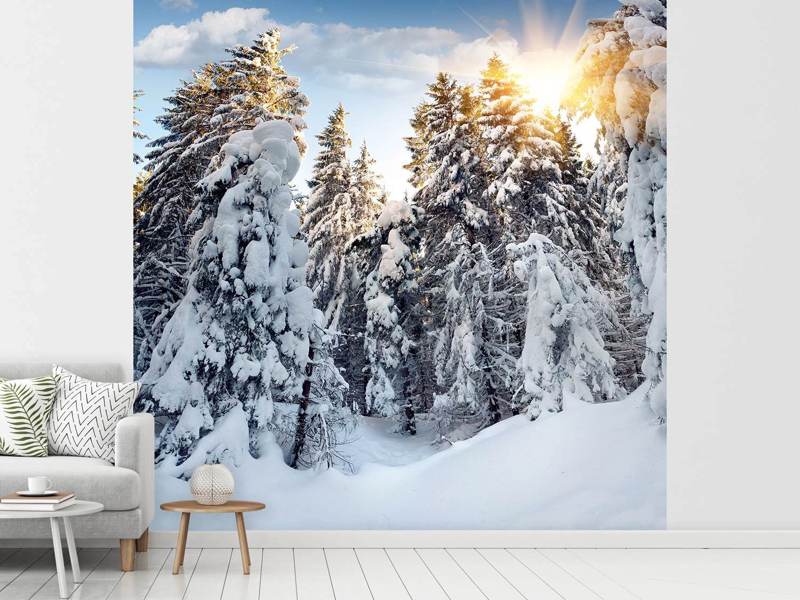 Wall Mural Fir trees in the snow