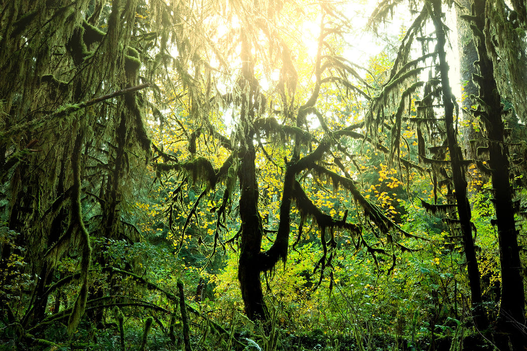 Fototapete Verträumter Wald