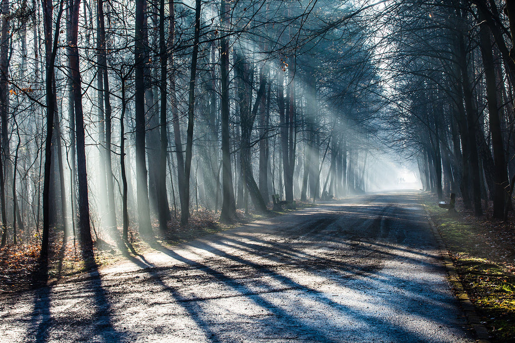 Fototapete Wald im Lichtstrahl