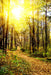 Fototapete Waldspaziergang in der Herbstsonne