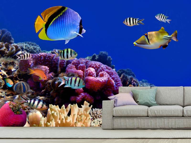 Wall Mural World of fish