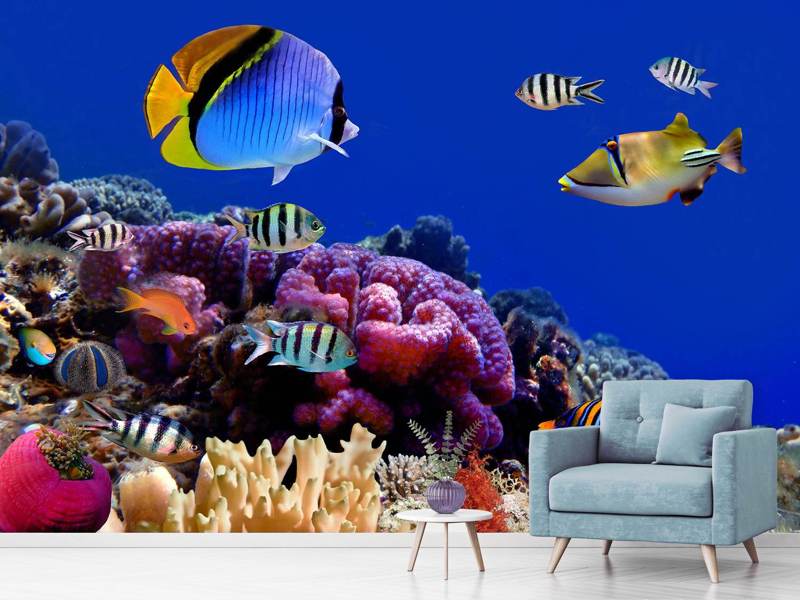 Wall Mural World of fish