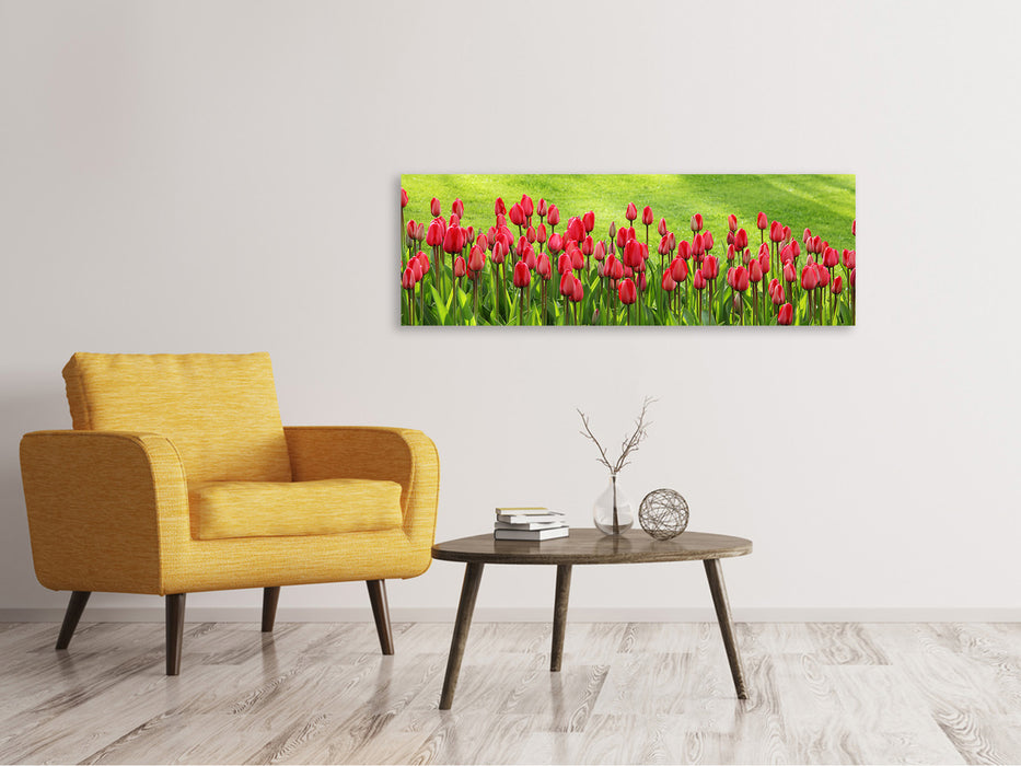 Leinwandbild Panorama Rotes Tulpenfeld im Sonnenlicht