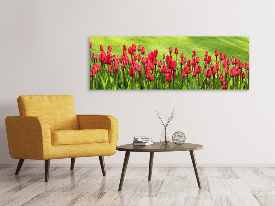 Leinwandbild Panorama Rotes Tulpenfeld im Sonnenlicht