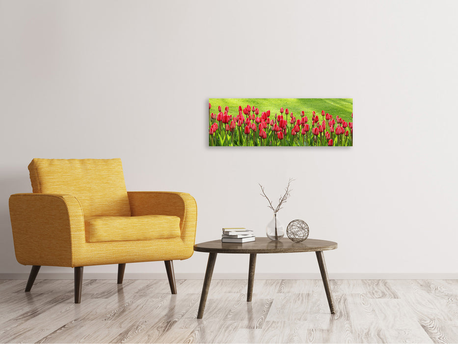 Leinwandbild Panorama Rotes Tulpenfeld im Sonnenlicht