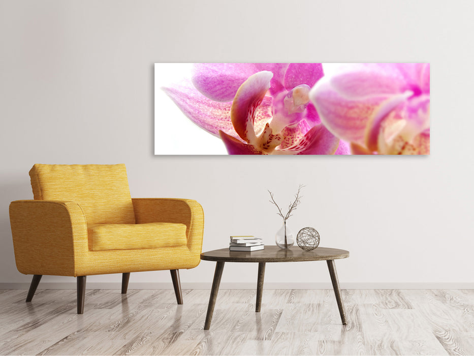 Leinwandbild Panorama Prächtige Phalaenopsis