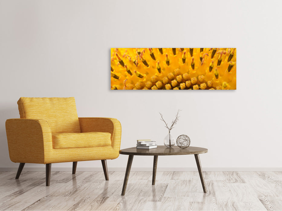 Leinwandbild Panorama Die Knospen der Sonnenblume in XXL