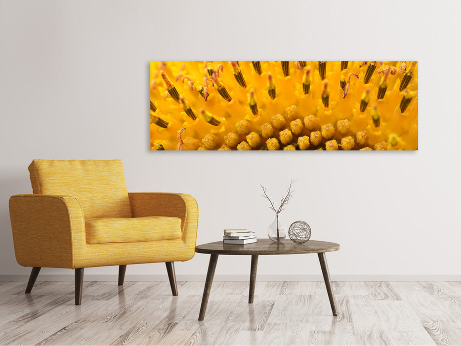 Leinwandbild Panorama Die Knospen der Sonnenblume in XXL