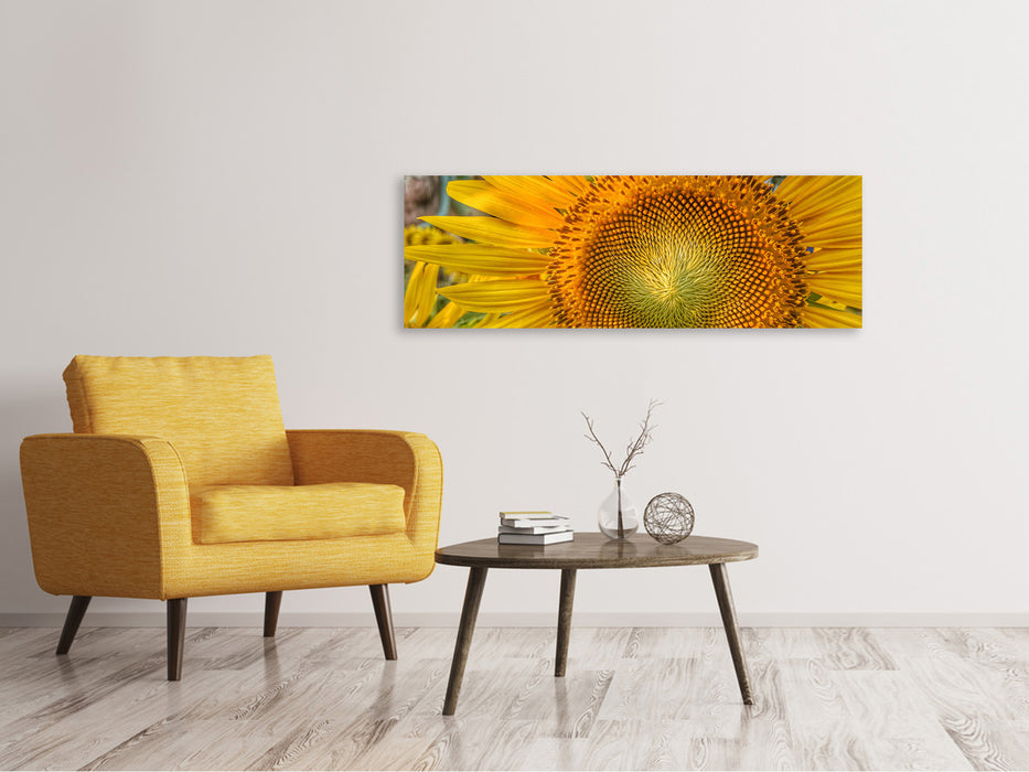 Leinwandbild Panorama Blütenstand einer Sonnenblume