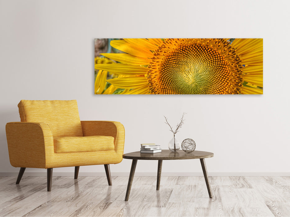 Leinwandbild Panorama Blütenstand einer Sonnenblume