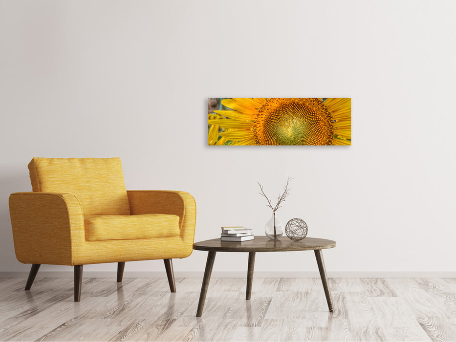 Leinwandbild Panorama Blütenstand einer Sonnenblume