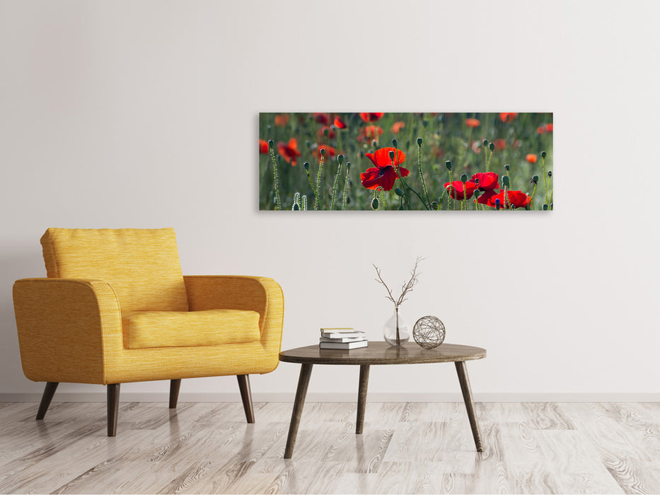 Leinwandbild Panorama Wilder Mohn