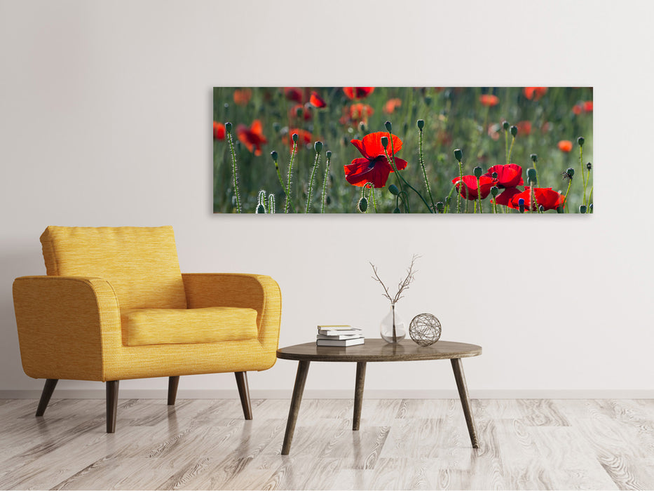 Leinwandbild Panorama Wilder Mohn