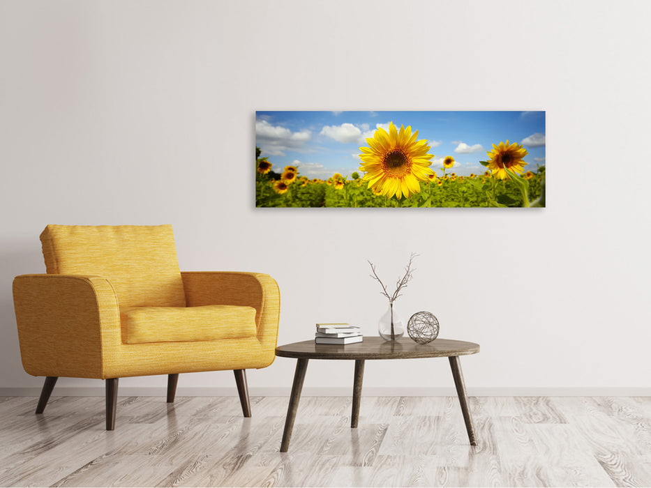 Leinwandbild Panorama Sommer-Sonnenblumen