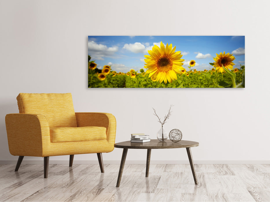 Leinwandbild Panorama Sommer-Sonnenblumen