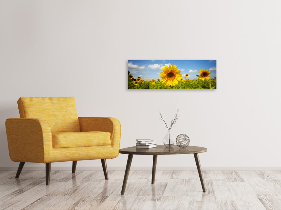 Leinwandbild Panorama Sommer-Sonnenblumen