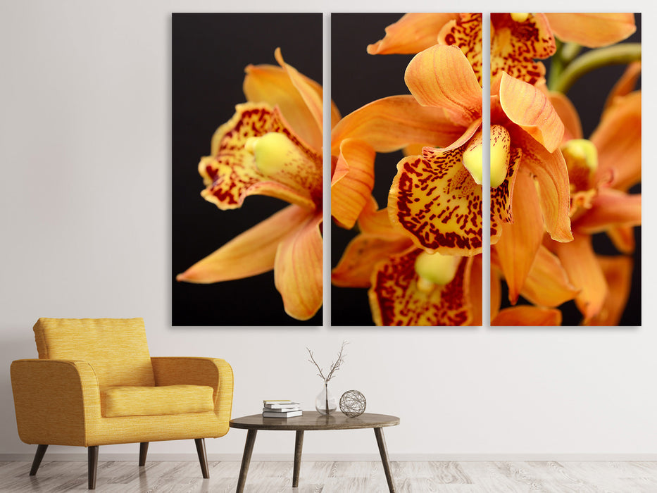 Leinwandbild 3-teilig Orchideen mit orangen Blüten