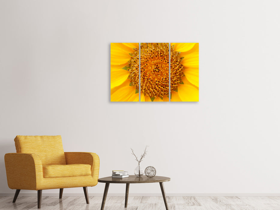 Leinwandbild 3-teilig Wunderschöne Knospen der Sonnenblume