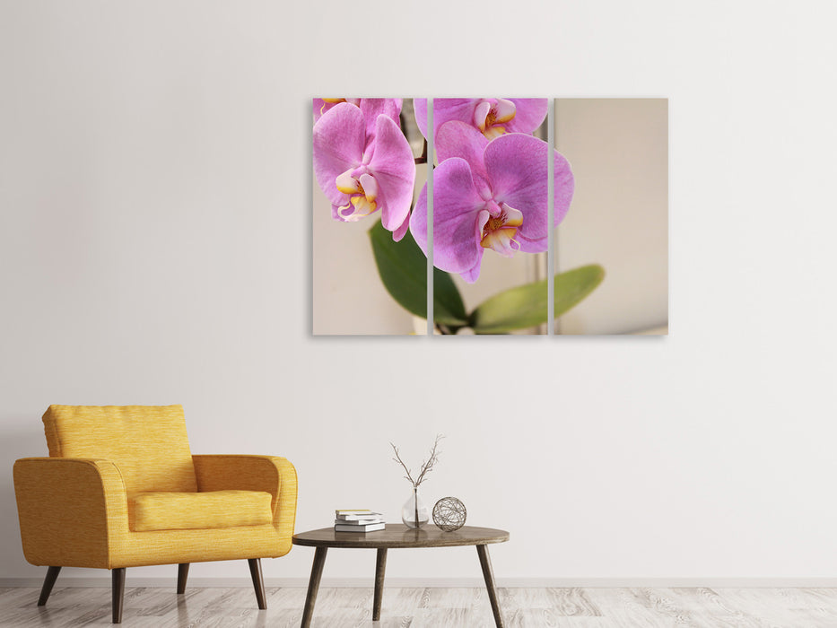 Leinwandbild 3-teilig Orchideen mit lila Blüten in XL