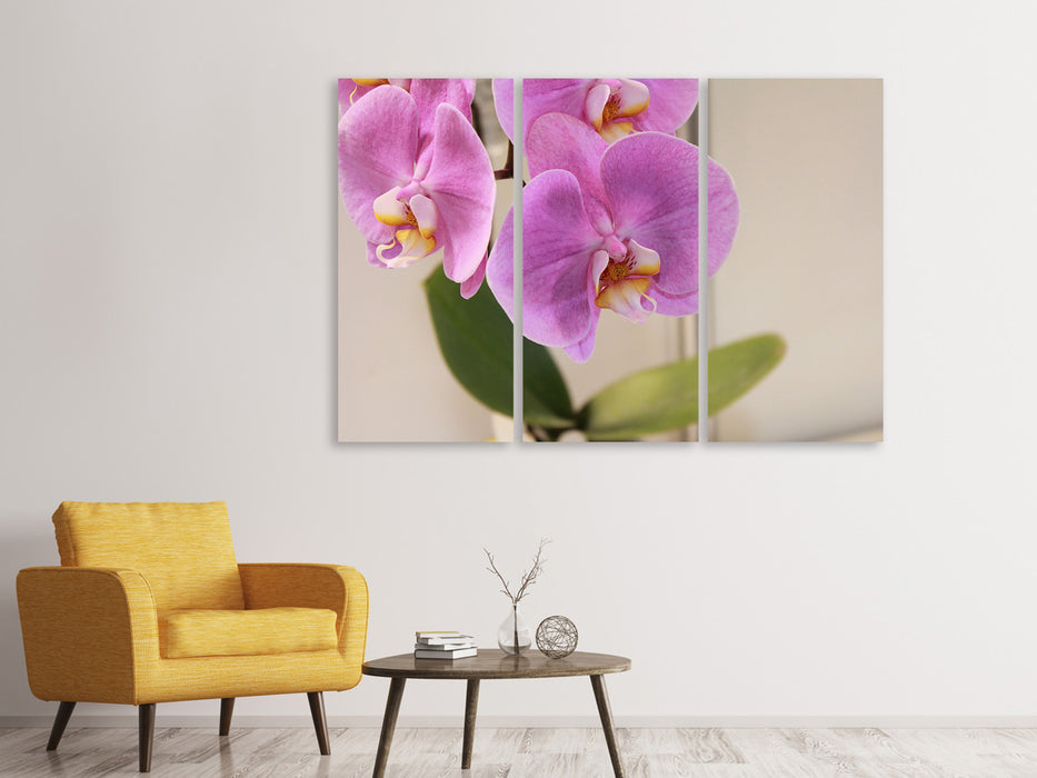 Leinwandbild 3-teilig Orchideen mit lila Blüten in XL